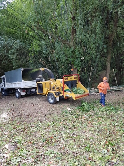 Arborist on work — Tree removals Sunshine Coast in Yandina QLD