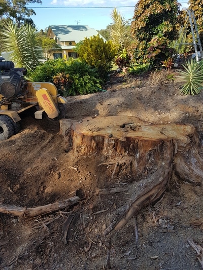 Strump — Tree removals Sunshine Coast in Yandina QLD
