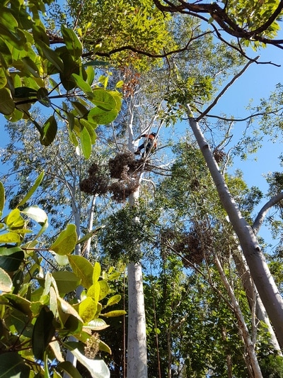Trimming — Tree removals Sunshine Coast in Yandina QLD