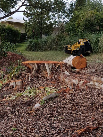 Tree Cut— Tree removals Sunshine Coast in Yandina QLD