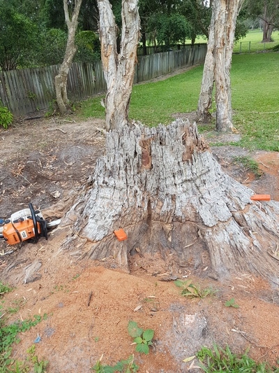 Trimming— Tree removals Sunshine Coast in Yandina QLD